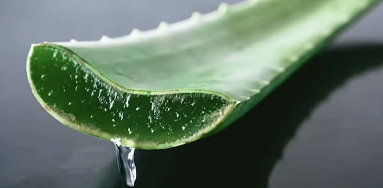 Aloe plant detail