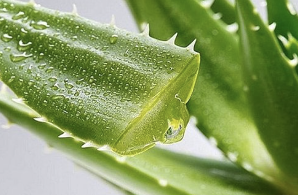 Fresh aloe vera